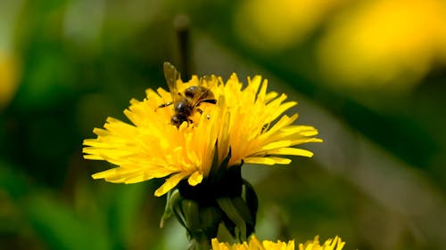 Close Up Video of Bee on a Yellow Flower