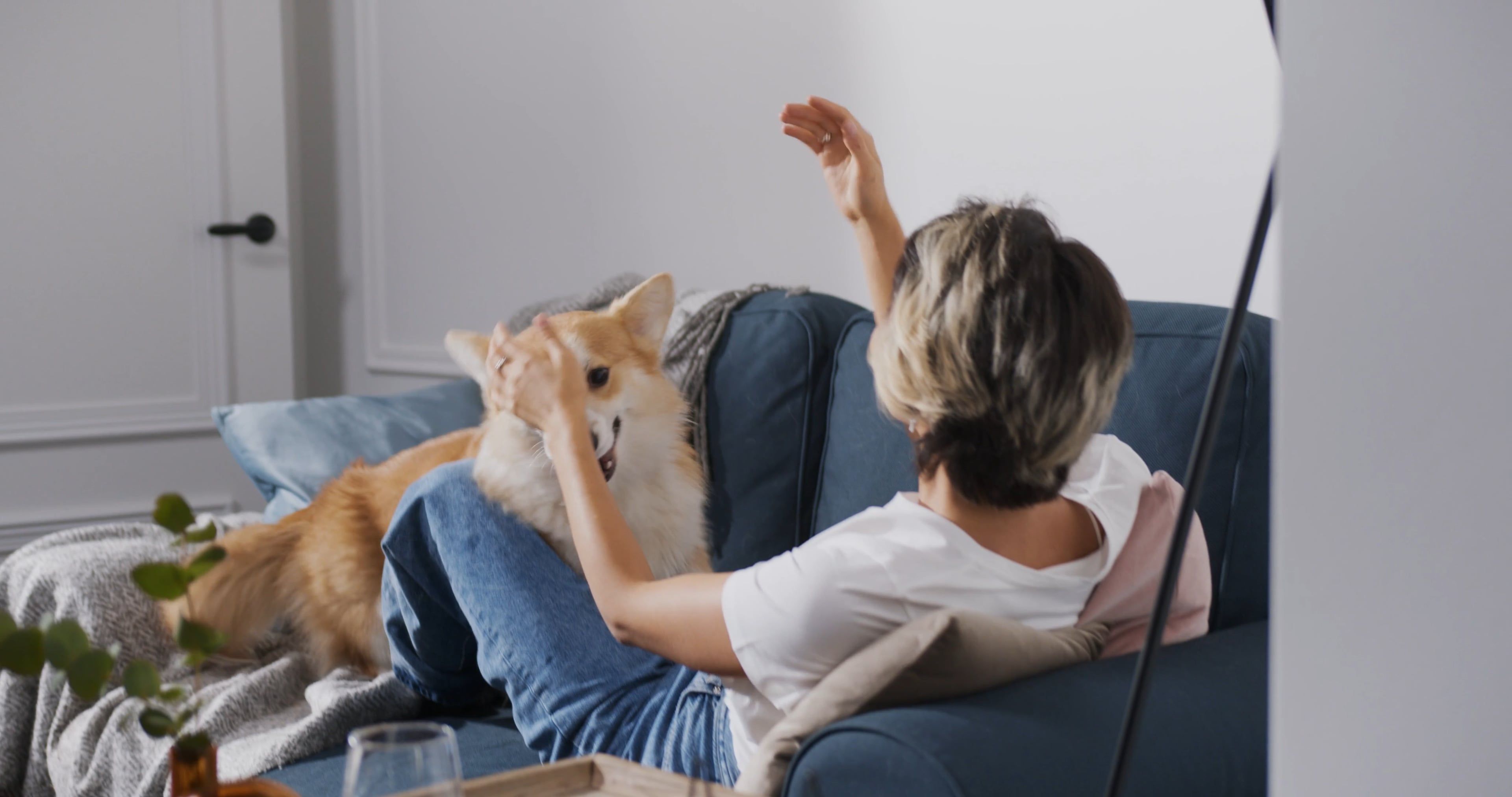 Pet Sitter video