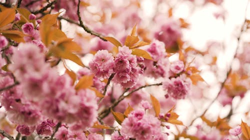 Pink Flowers on Tree Branch