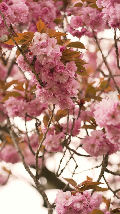 A View of Cherry Blossoms flowers