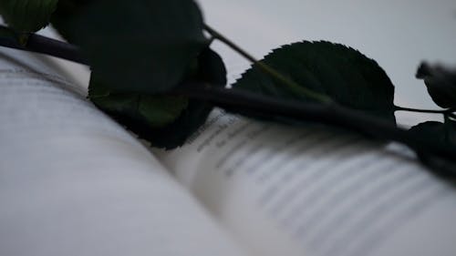 A Rose Laying Over An Open Book