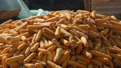 Video of Corn