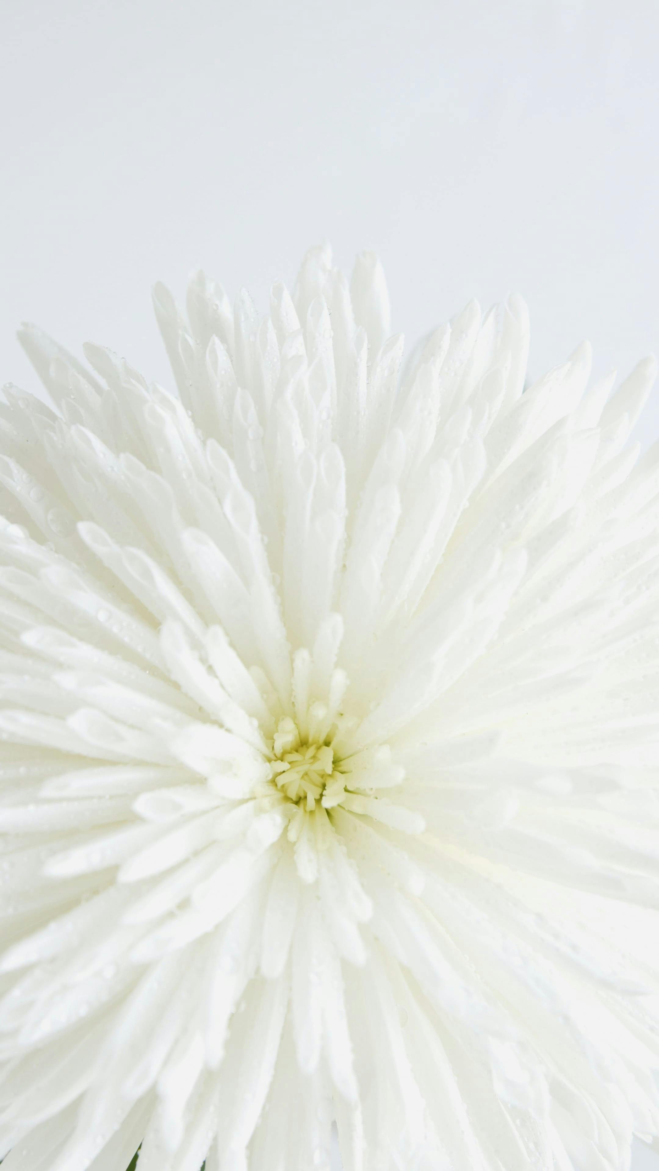 White Chrysanthemum Flower · Free Stock Video