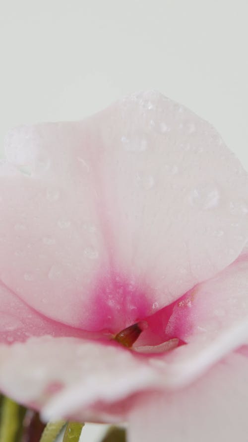 Close-Up View of a Pink Rose