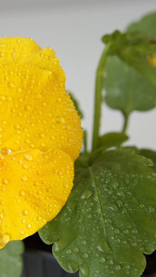 A Yellow Flower with Dew 