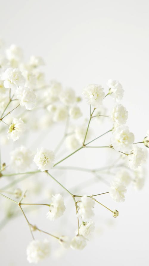 Close-up View Of A Gypsophila Branch