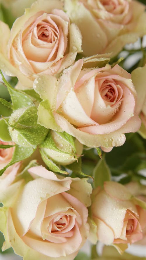 Close-up View Of Yellow Rose Buds