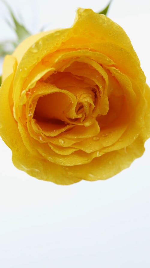 Close Up Video of a Yellow Rose