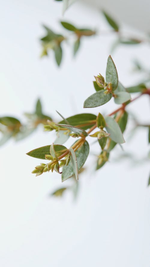 Close-up Footage of Stem of Leaves