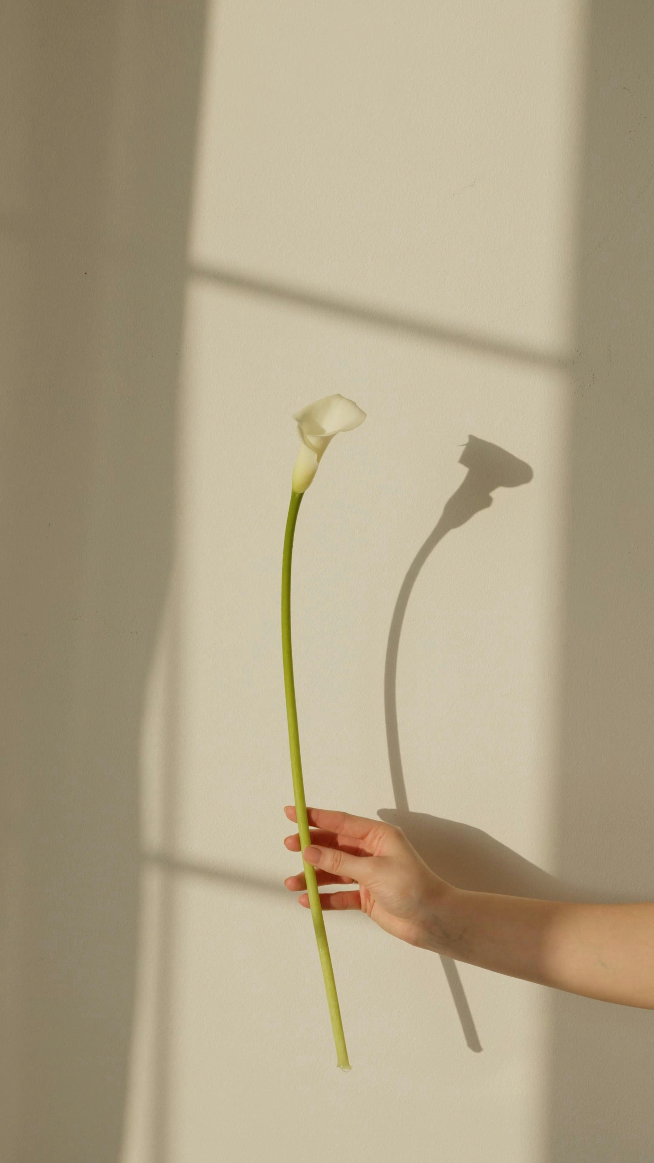 700+ วิดีโอ Lily Adrianne Onlyfans Leak ที่ดีที่สุด · ดาวน์โหลดฟรี 100% · วิดีโอสต็อก Pexels