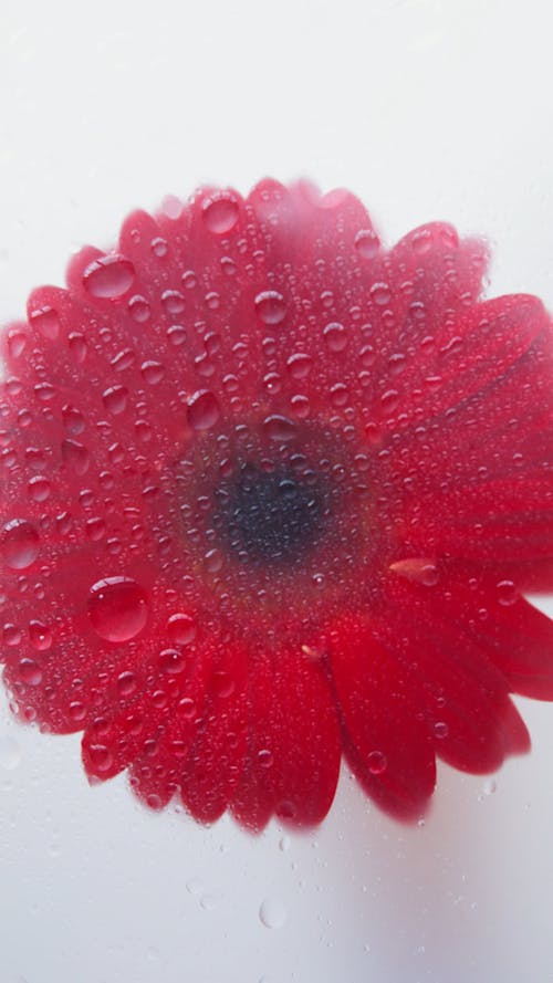 Close Up Video of a Red Flower