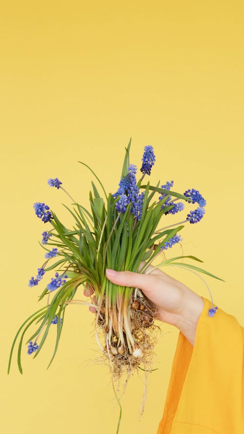 Person Holding Flower Arrangement Of Hyacinth