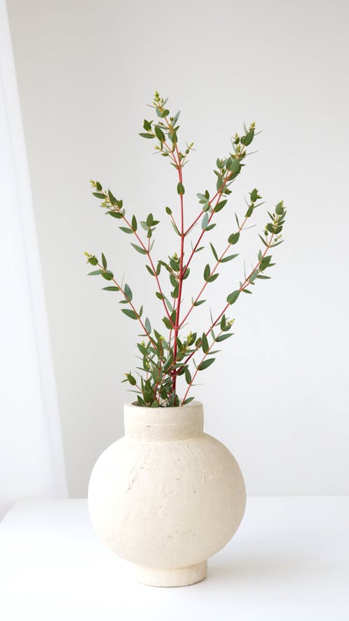 A Eucalyptus Plant in a Vase