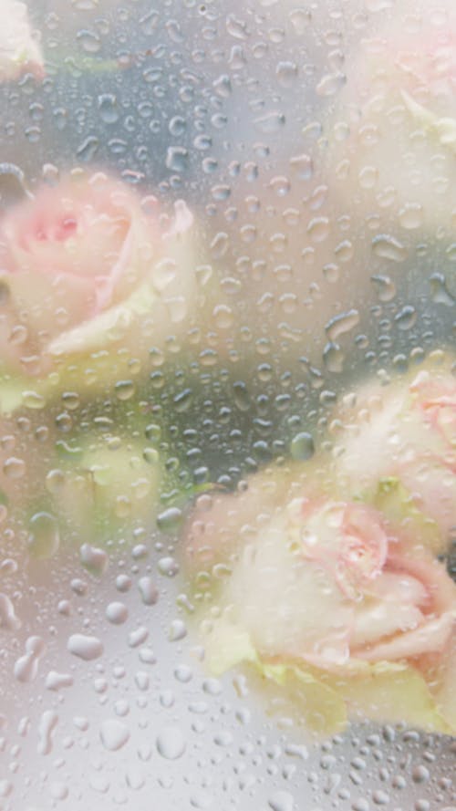 Roses Pressed in Glass