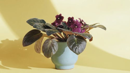 Close-Up View of a Person Getting the Decorative Plant