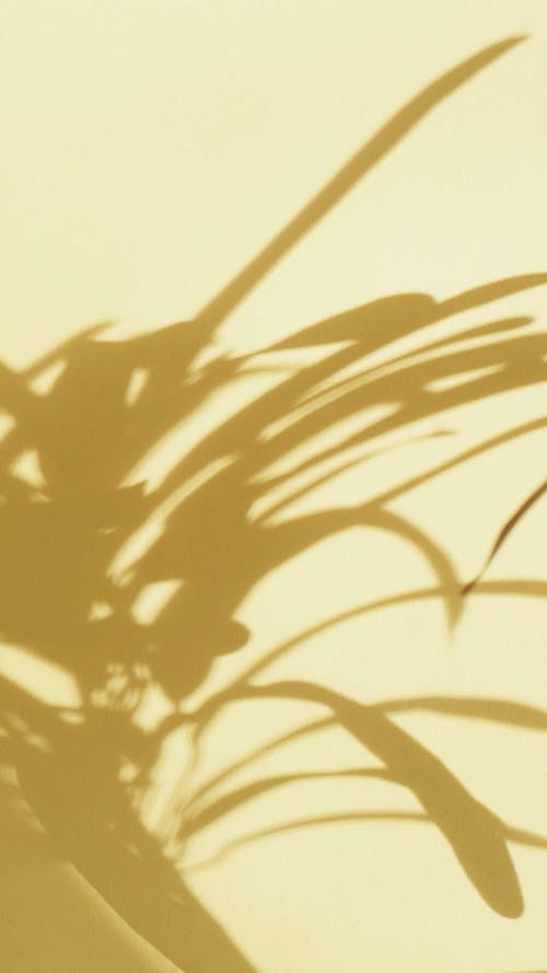 Shadow of a Plant on Yellow Background