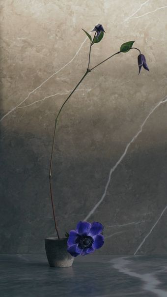 风铃花免费下载视频素材