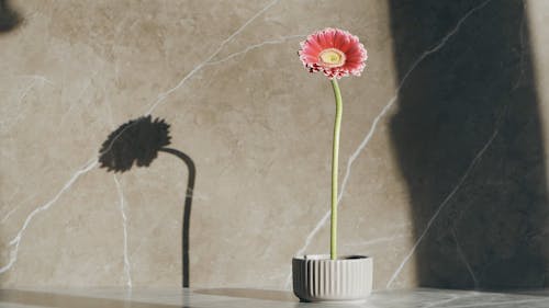 Gerbera Flower in a Vase