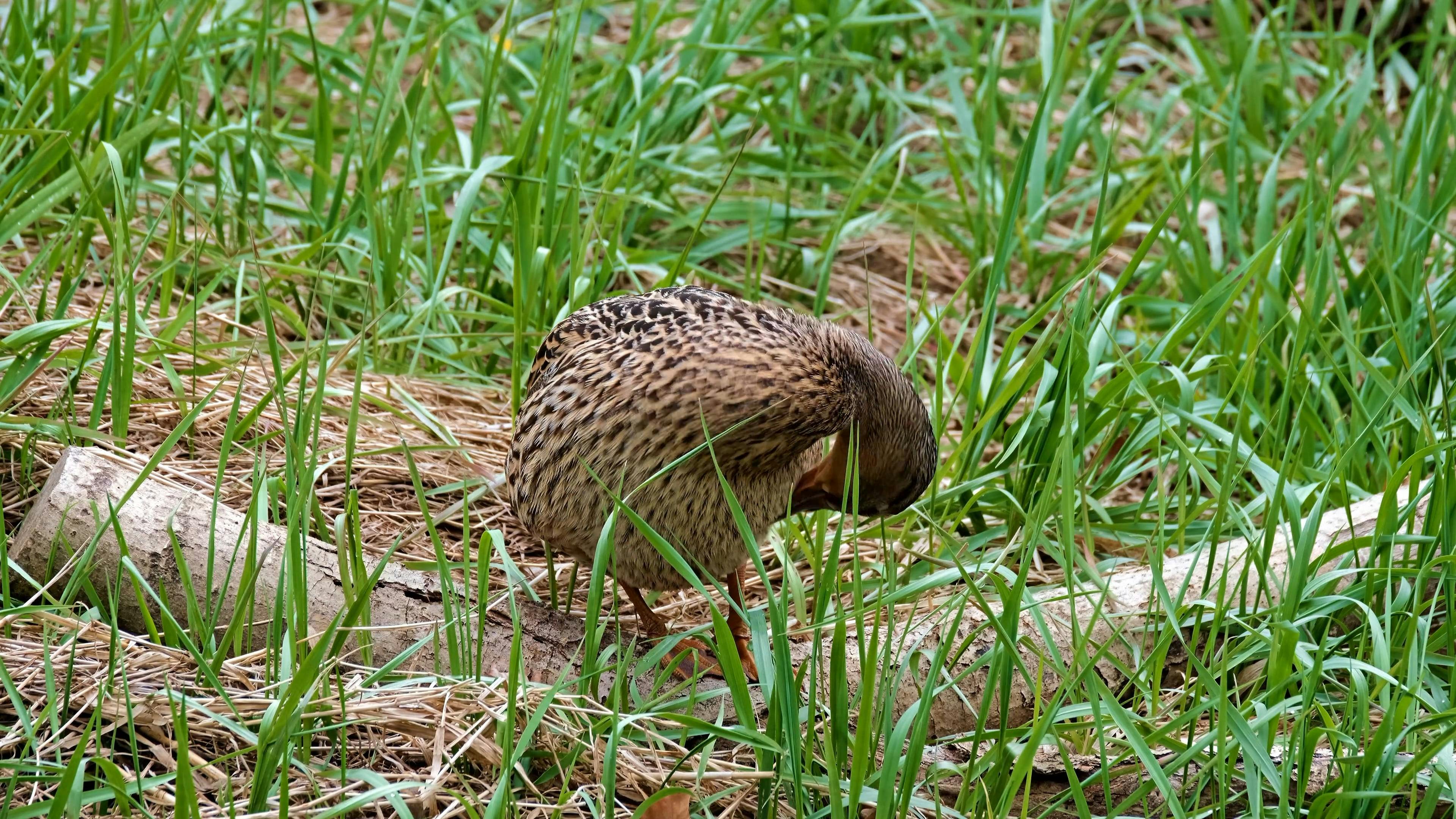 Duck Grooming Its Feathers Free Stock Video Footage, RoyaltyFree 4K