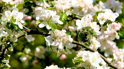 Close-up Video of a Flowers