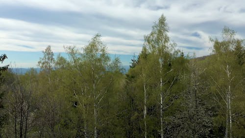 Drone Footage of a Forest and Sky