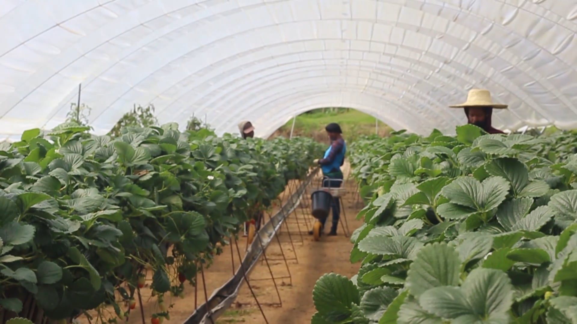 Fruit Farm video
