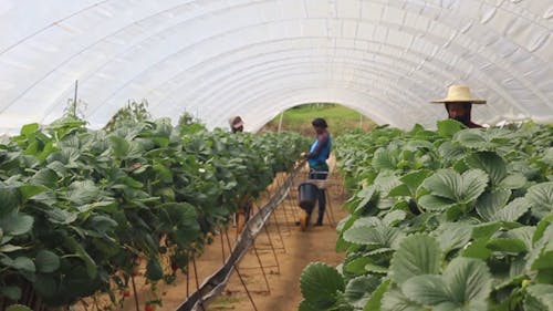 Growing Strawberries in the Greenhouse Garden