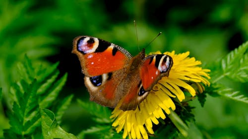 A Colorful Lepidoptera on the Flower