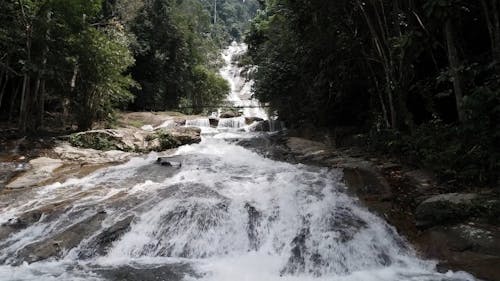 Cascading River in the Forest