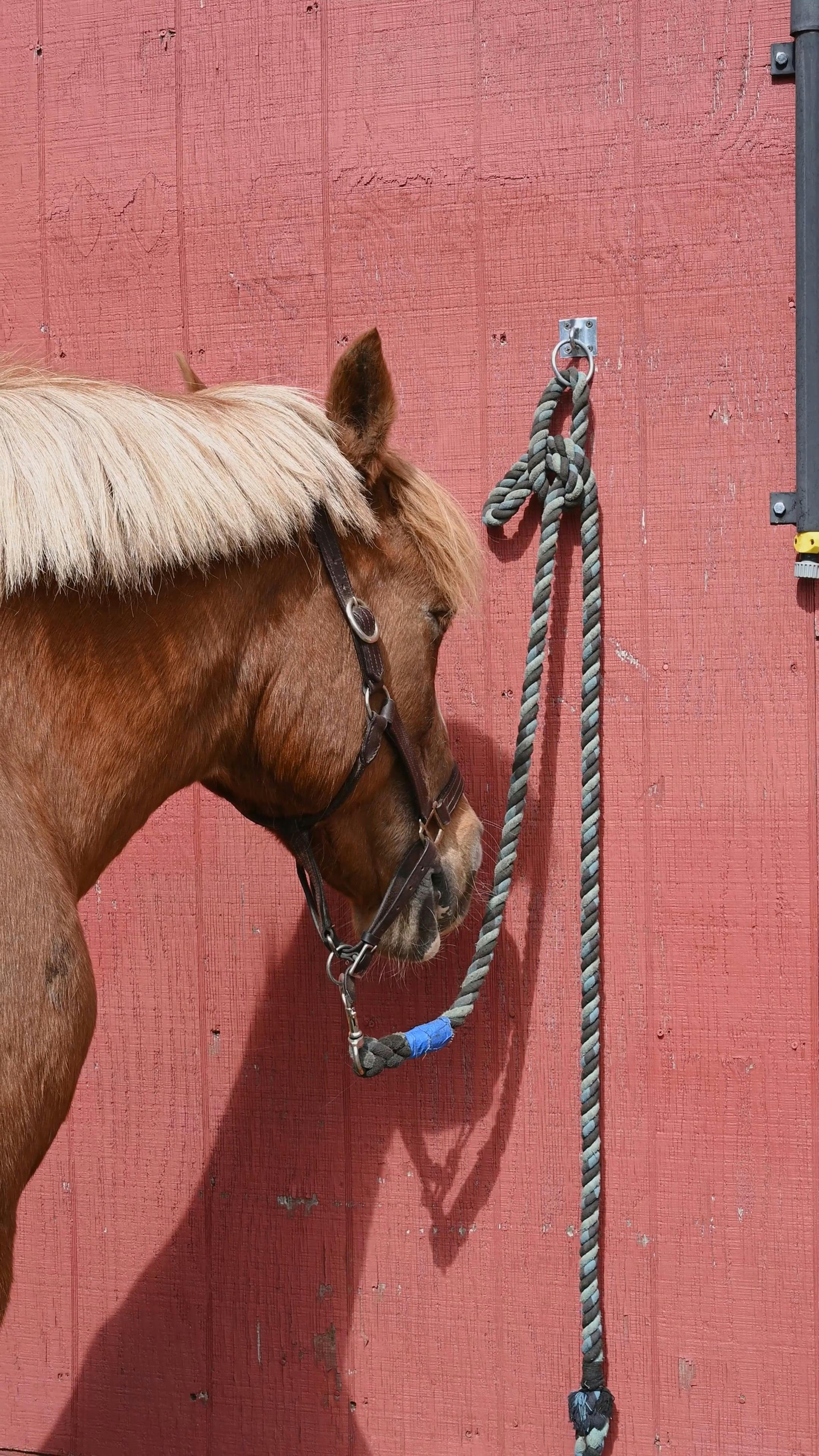 Woman Tying a Lead Rope · Free Stock Video