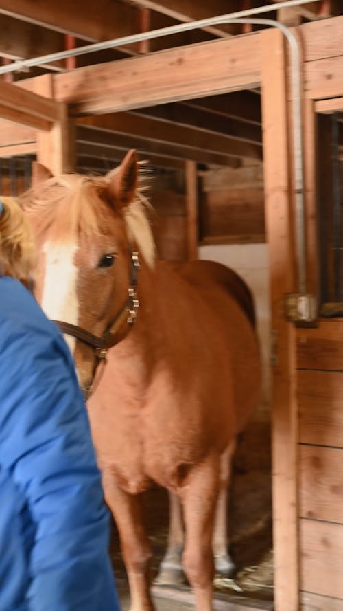 A Woman Walking with a Horse