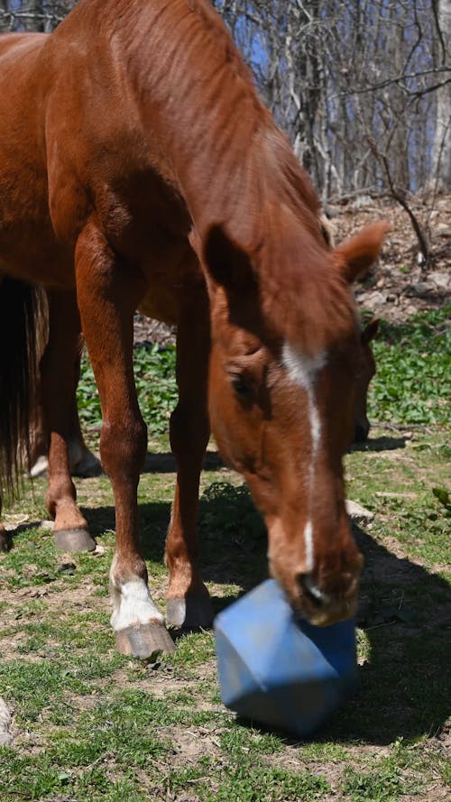 Video of a Playing Horse