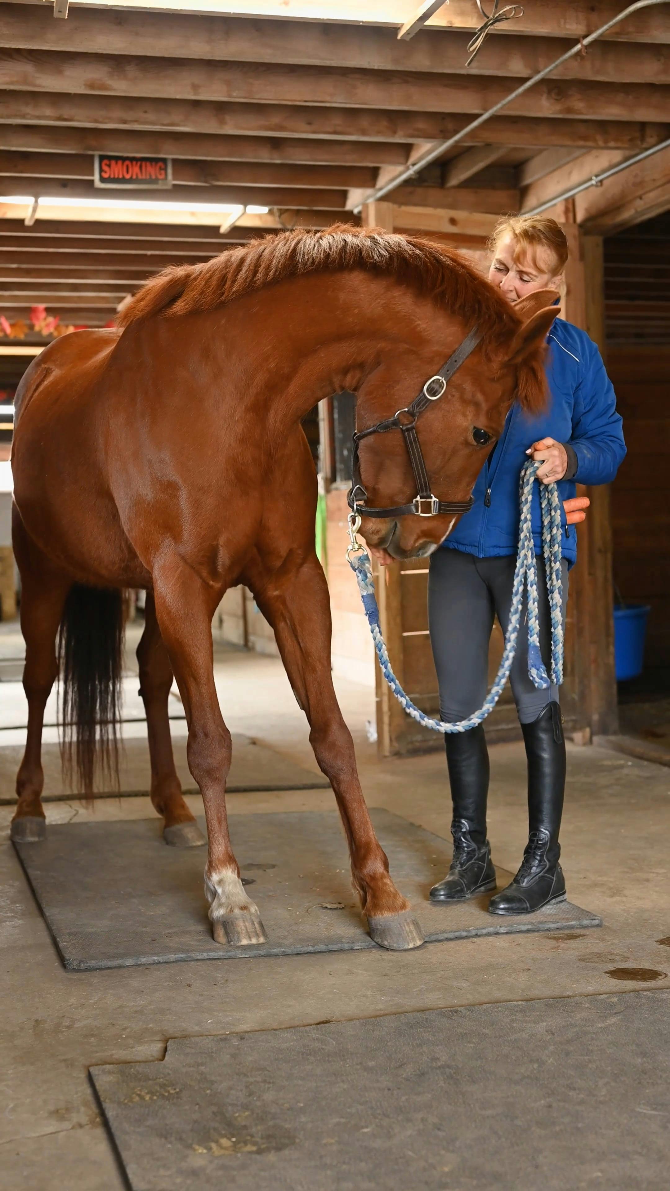 Woman Taking Care of Horses · Free Stock Video