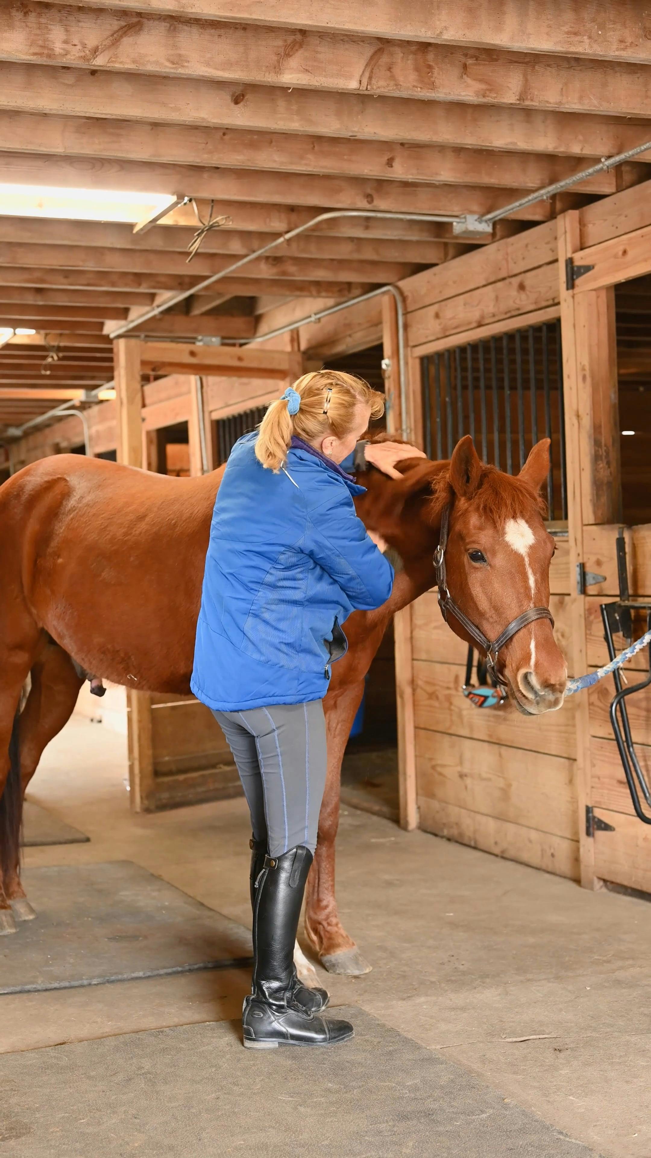 Woman Taking Care of Horse · Free Stock Video