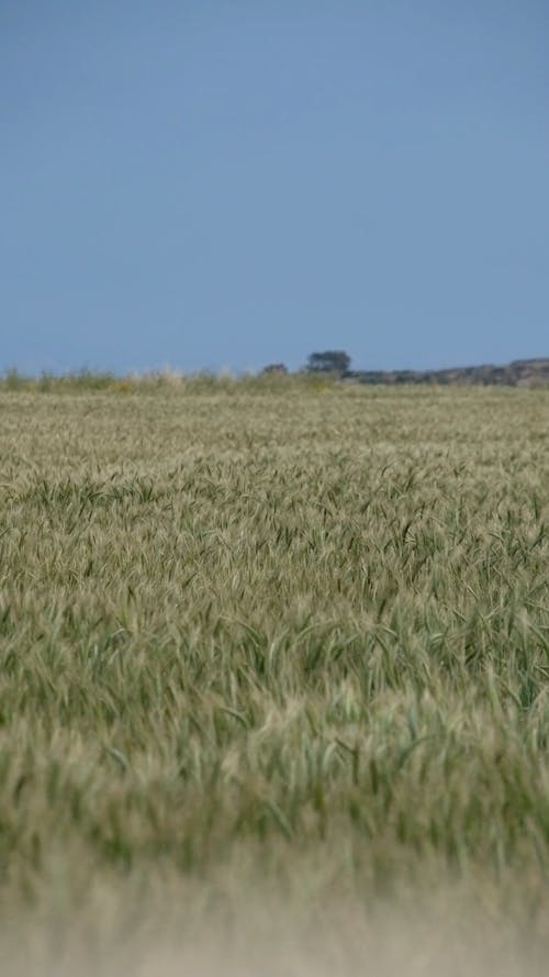 Wheat Growing in a Field 