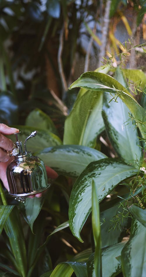 Video Of Woman Spraying Water On Plants