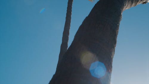 Low-Angle View Of Palm Tree