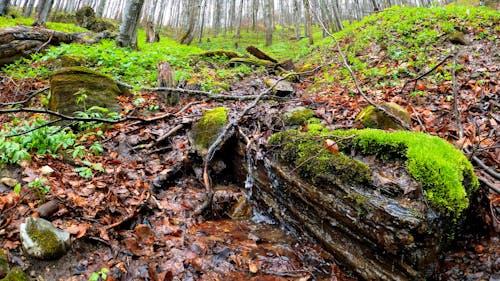 Dripping Water from Mossy Wood Log