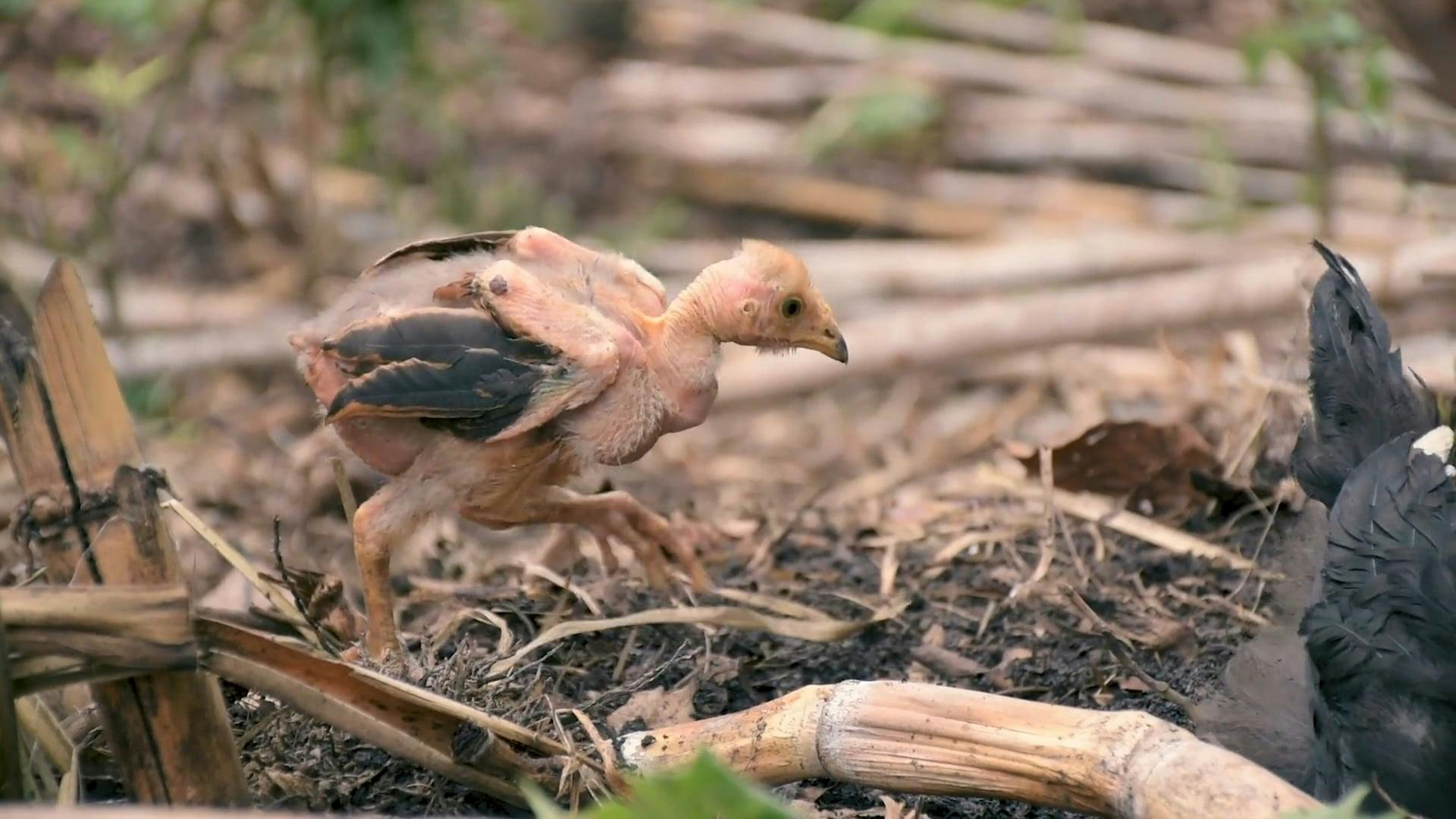 Close Up Shot of Chickens on the Soil · Free Stock Video