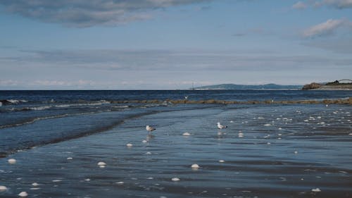 Birds in the Seashore