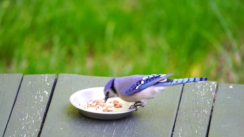 Blue and Purple Bird Eating Peanuts