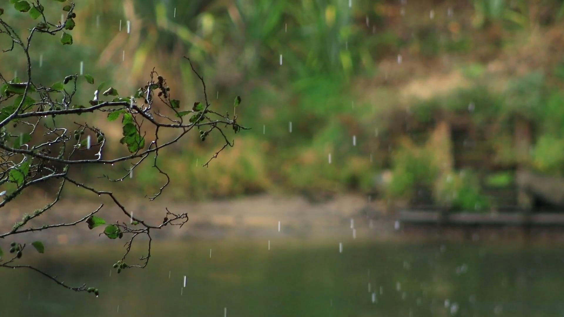Slow Motion Video of Raindrops · Free Stock Video