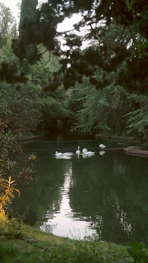 Extreme Long Shot of Swans in a Pond