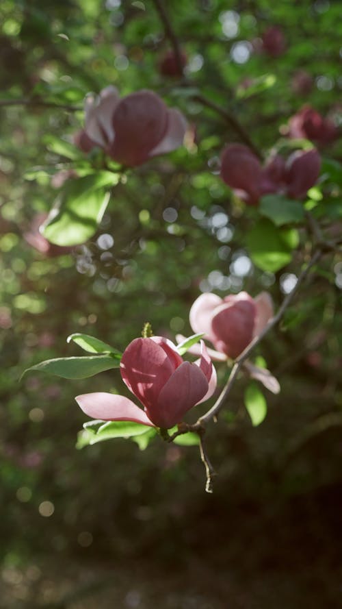 Los mejores + vídeos de Flores Moradas · Banco de Imágenes Gratis ·  Vídeos de archivo de Pexels