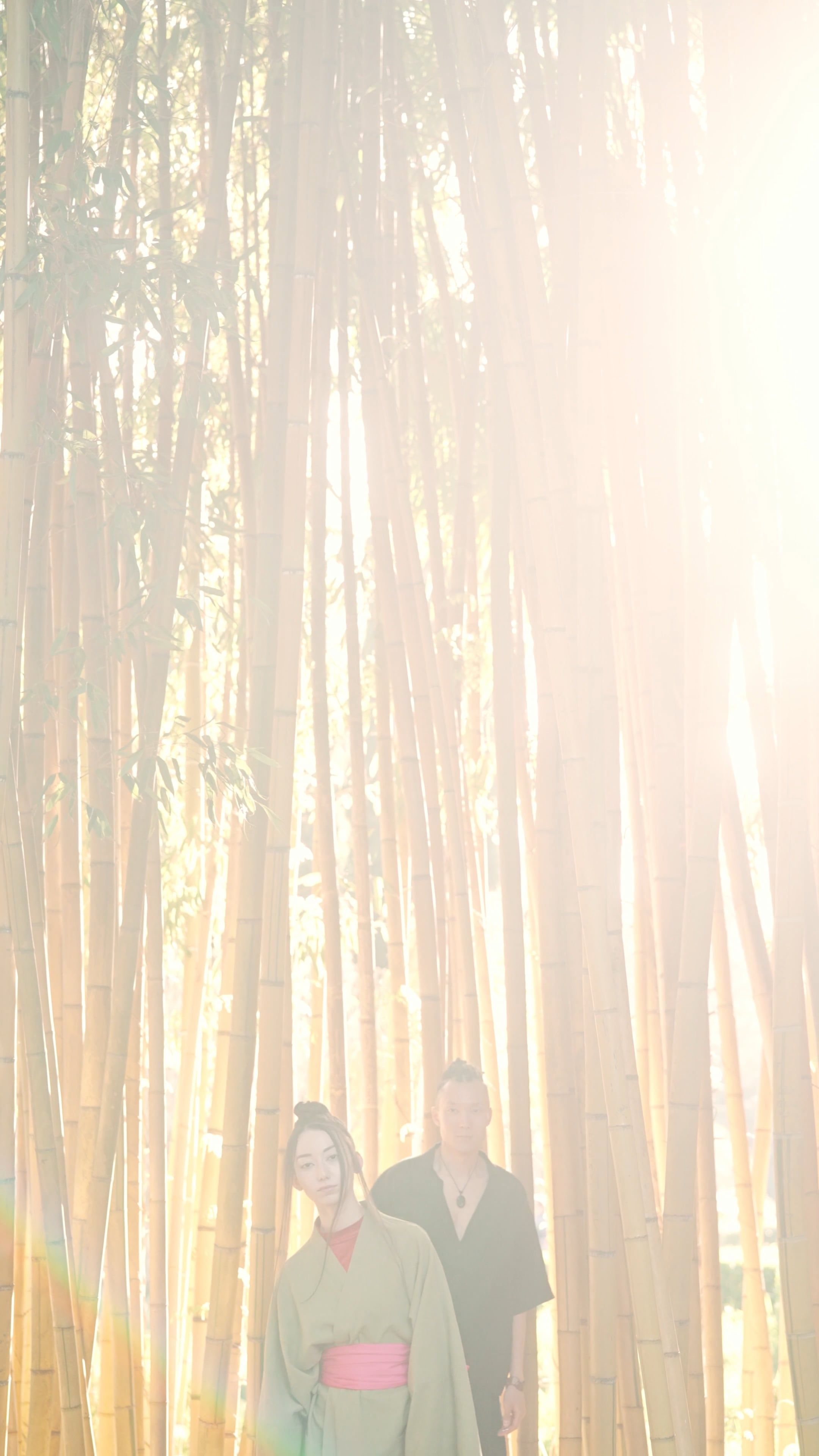 Bamboo Forest Videos, Download The BEST Free 4k Stock Video Footage & Bamboo  Forest HD Video Clips
