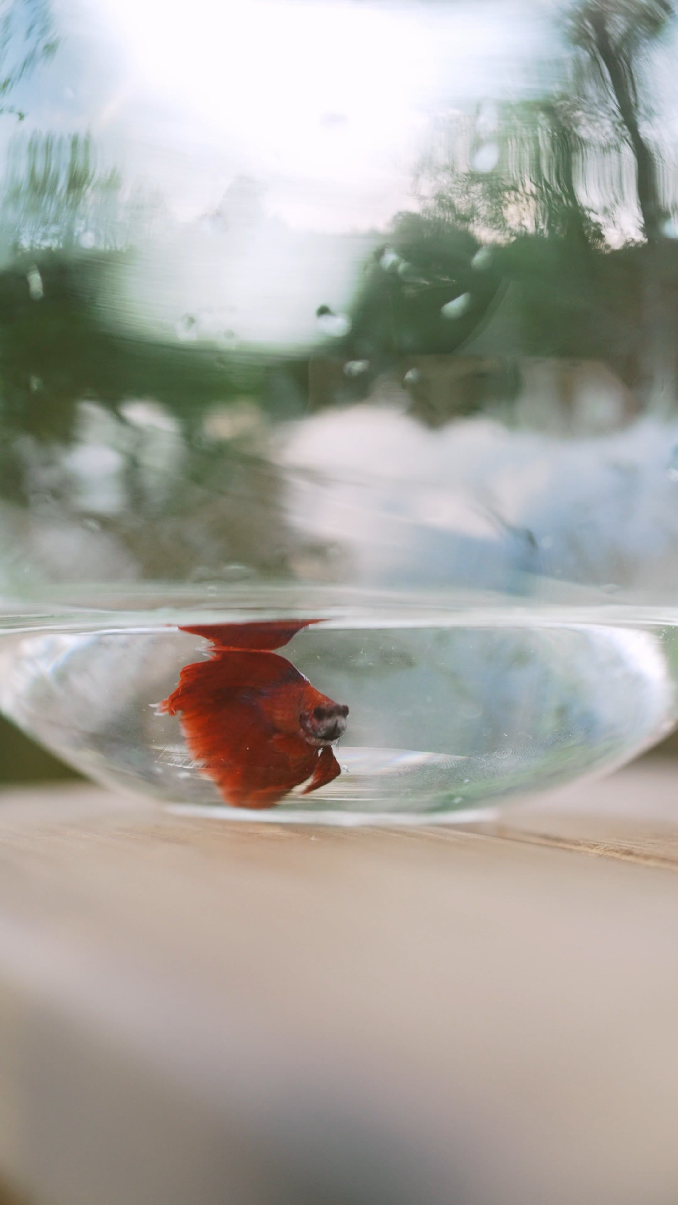 Ruzetta Fish Red Betta Fish In Freshwater · Free Stock Video