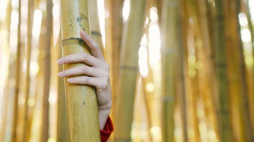 Woman's Hand On Bamboo Stalk