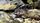 rattlesnake
