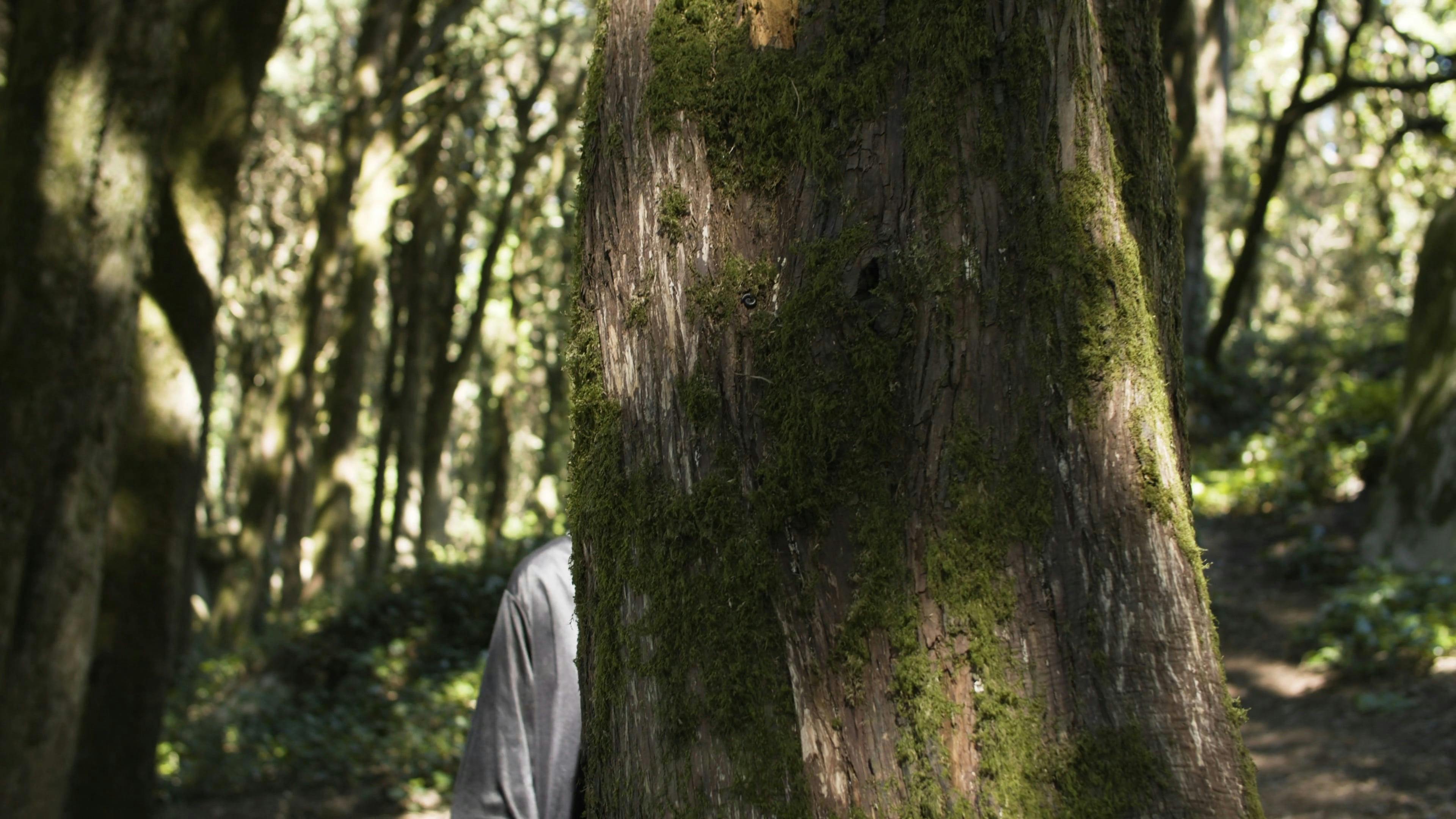 A Boy Hugging a Tree · Free Stock Video