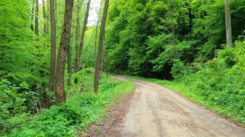 A Vehicle Driving on a Forest Path